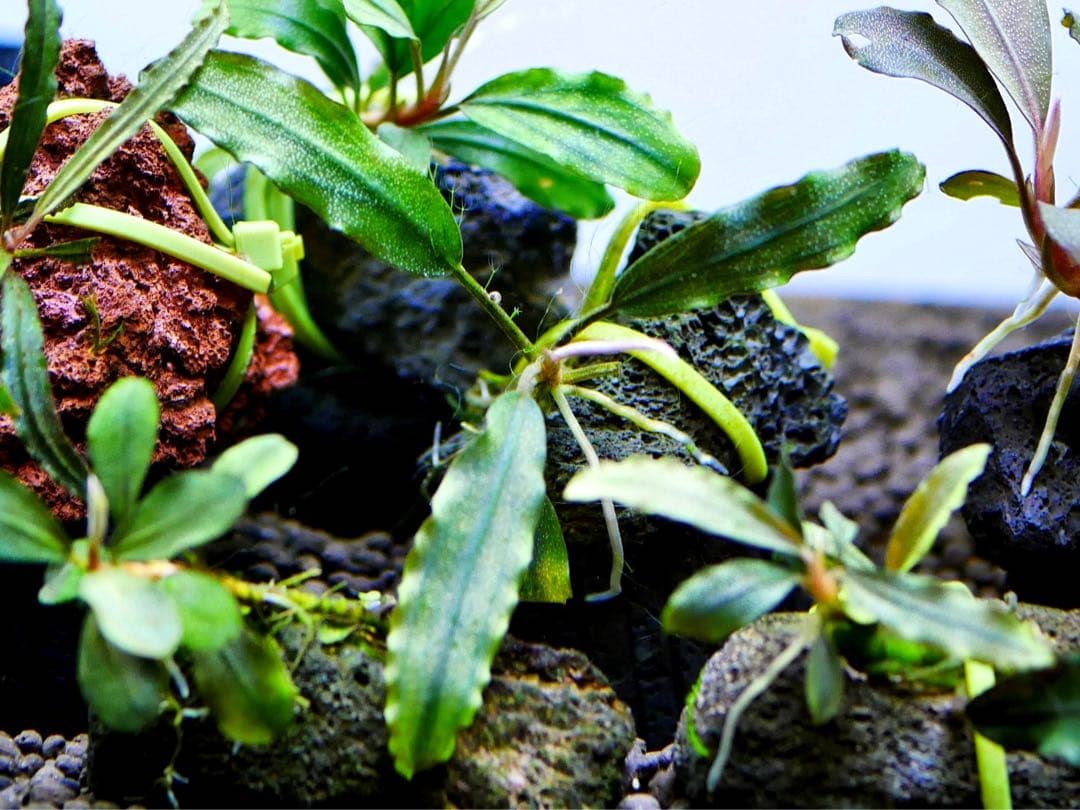 《激美》ブセファランドラ『不確定種１２株』【完全水中葉】溶岩石活着株