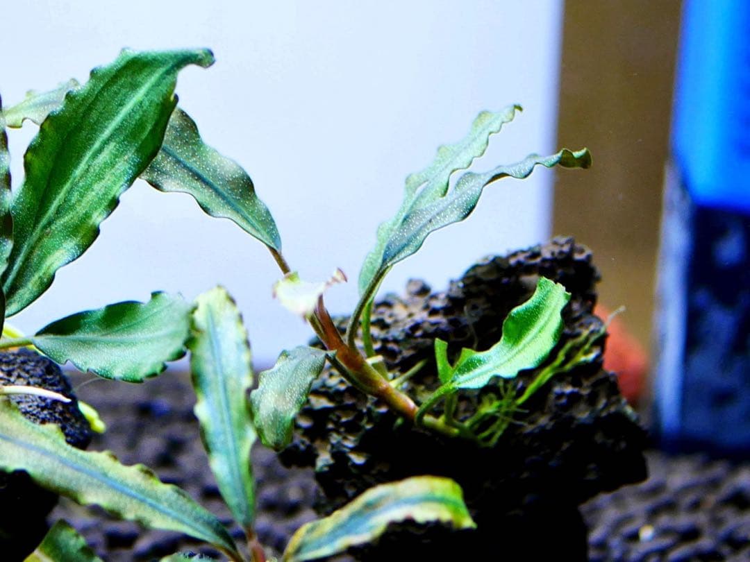 《激美》ブセファランドラ『不確定種１２株』【完全水中葉】溶岩石活着株