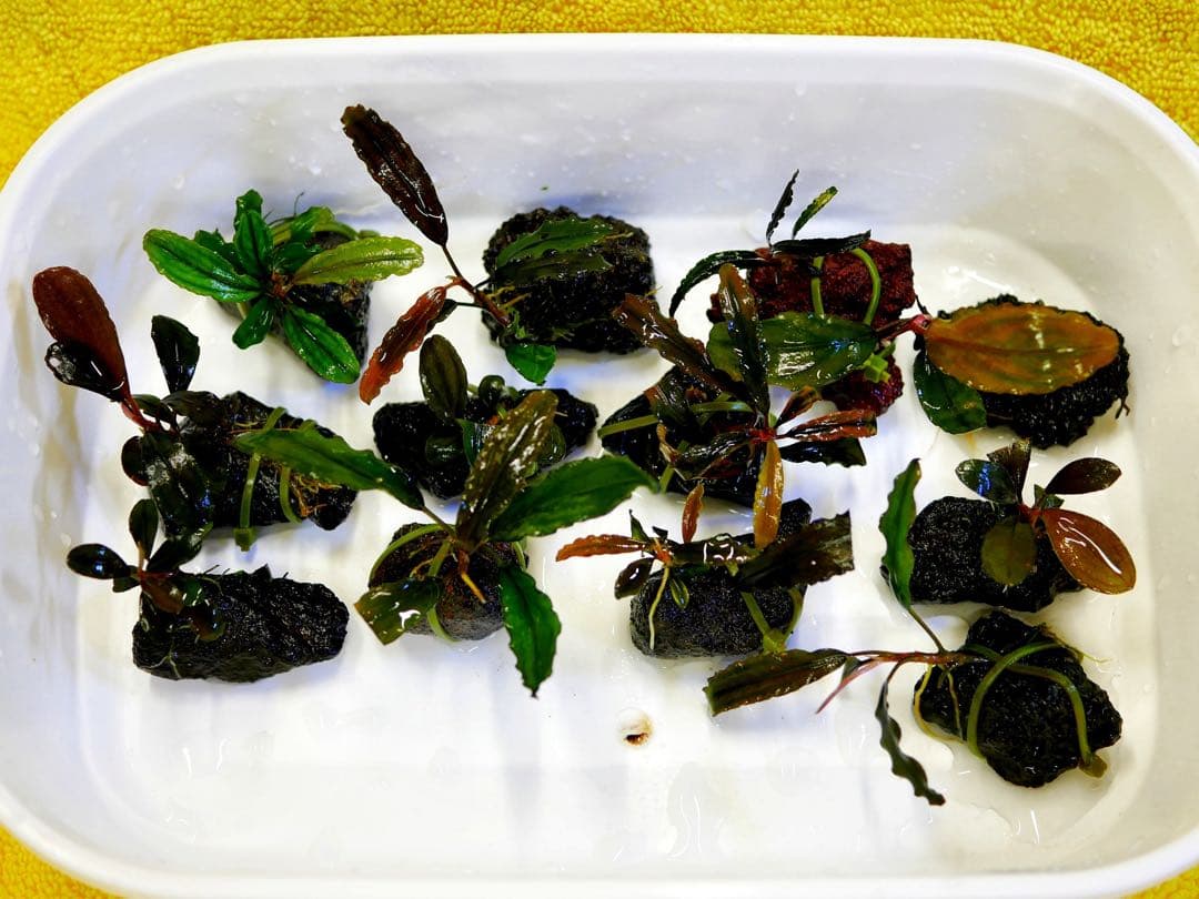 《激美》ブセファランドラ『不確定種１２株』【完全水中葉】溶岩石活着株