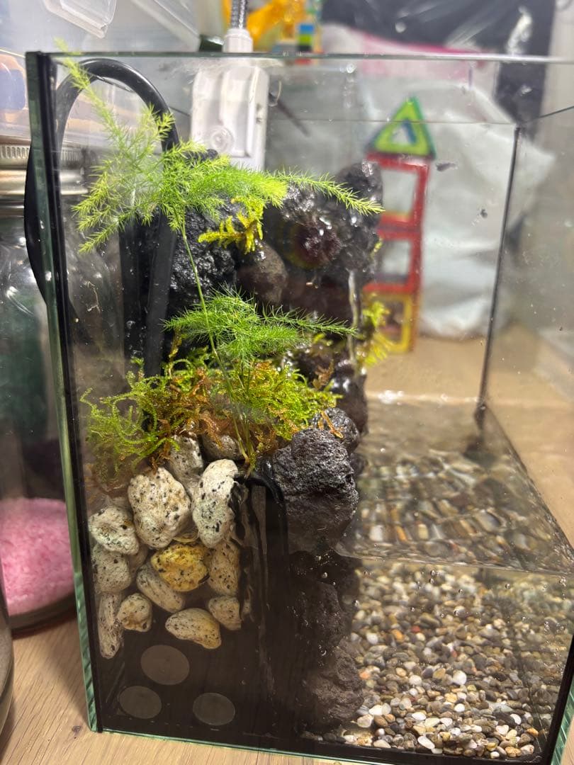 滝の流れるアクアテラリウムpart4 15cmキューブ水槽 滝の流れるアクア