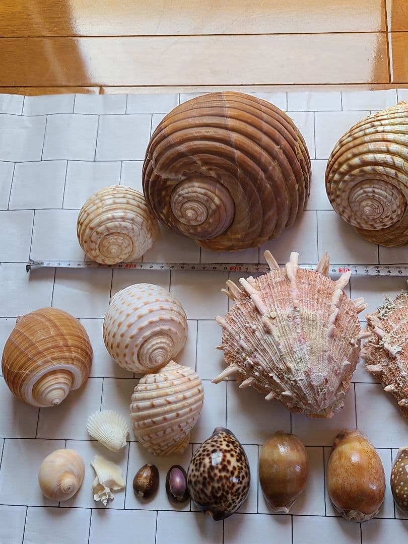 五島列島!特大! 貝殻 貝 標本 コレクション タカラガイ アンティーク 化石
