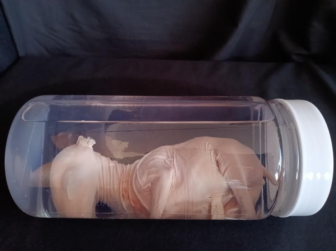 学術標本 種名ニホンジカ 胎児（♀） エタノール浸漬標本 頭胴長約20cm