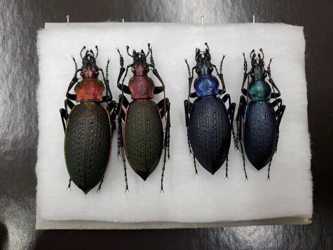 【40mm】アロウトゲオサムシ エリスカブリモドキ オサムシ標本 オサムシ 43mm】アロウトゲオサムシ エリスカブリモドキ標本 オサムシ 40mm