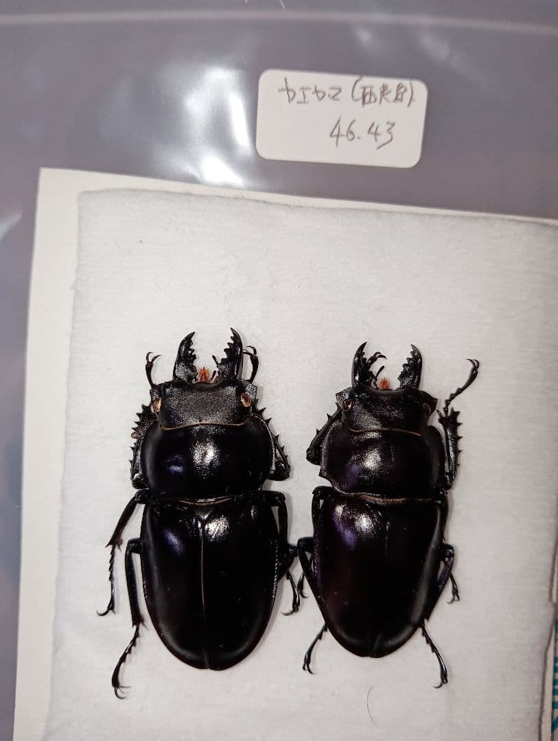 40mm】アオカミキリの仲間 Chloridolum klaesii？ 標本