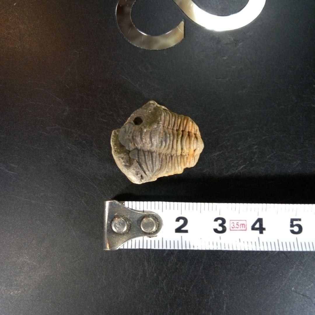 三葉虫 化石 fossil ボリビア産 trilobite 海生動物個体⑩