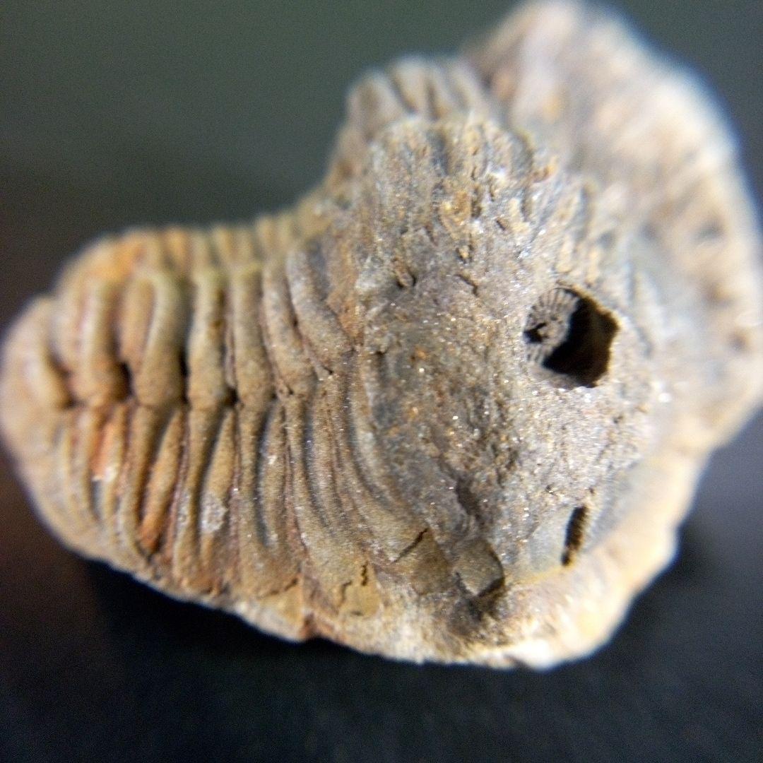 三葉虫 化石 fossil ボリビア産 trilobite 海生動物個体⑩