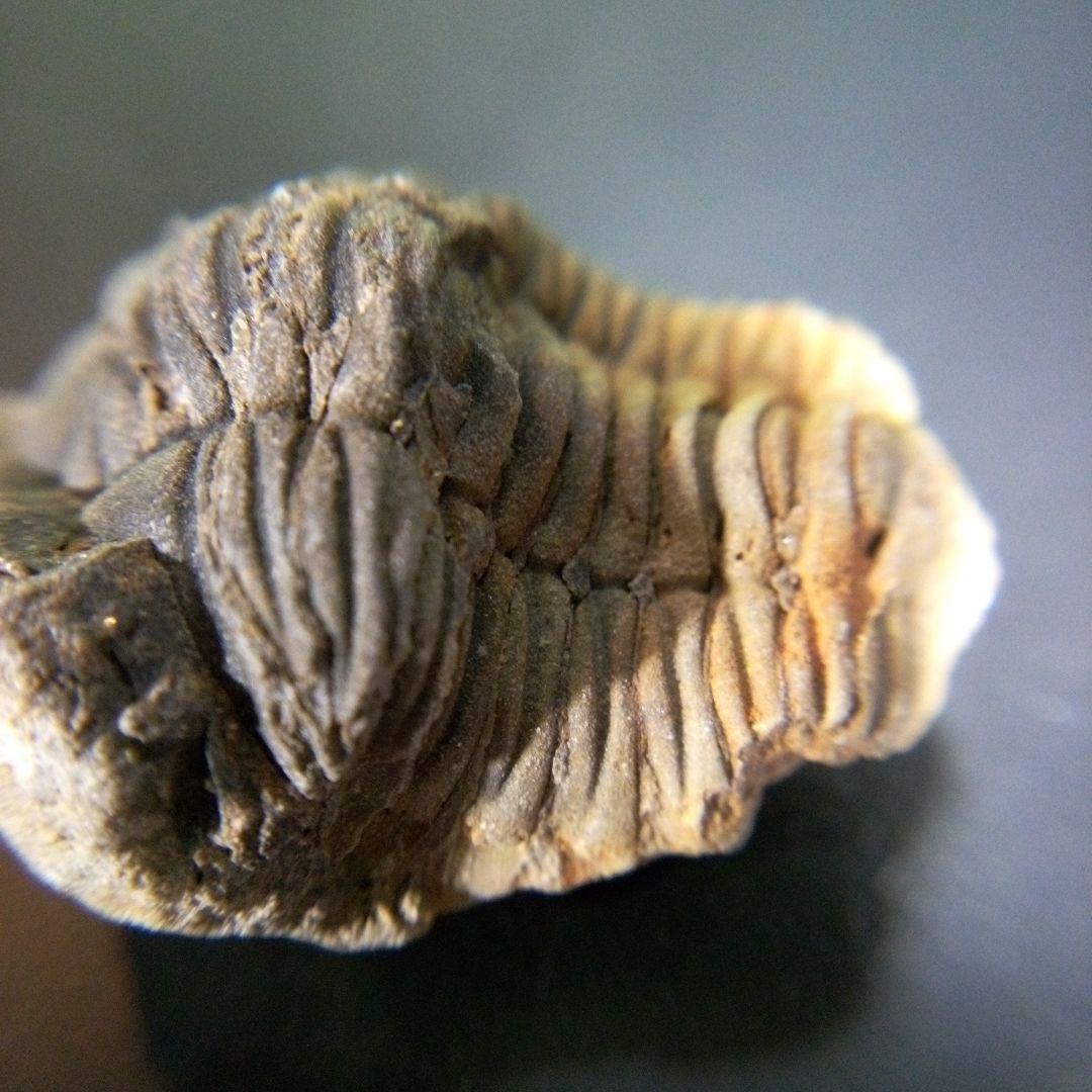 三葉虫 化石 fossil ボリビア産 trilobite 海生動物個体⑩