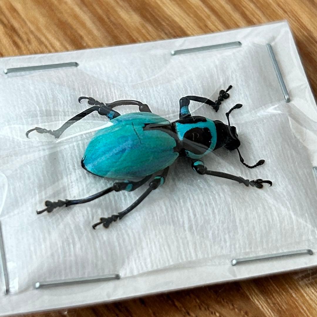 01112 カタゾウムシ 10種セットB