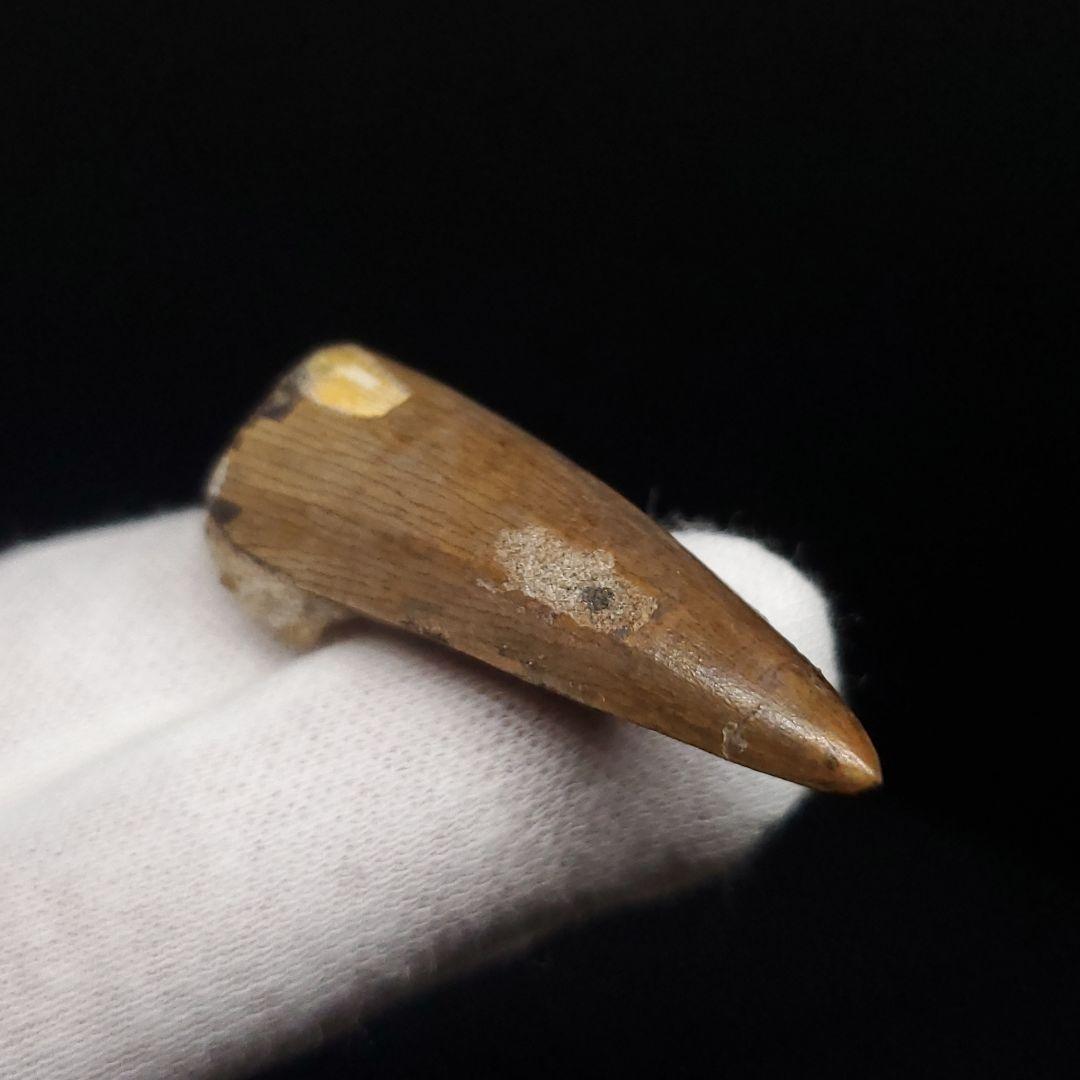 希少 スコミムス 化石 本物 二ジェール産 45.21mm fr145