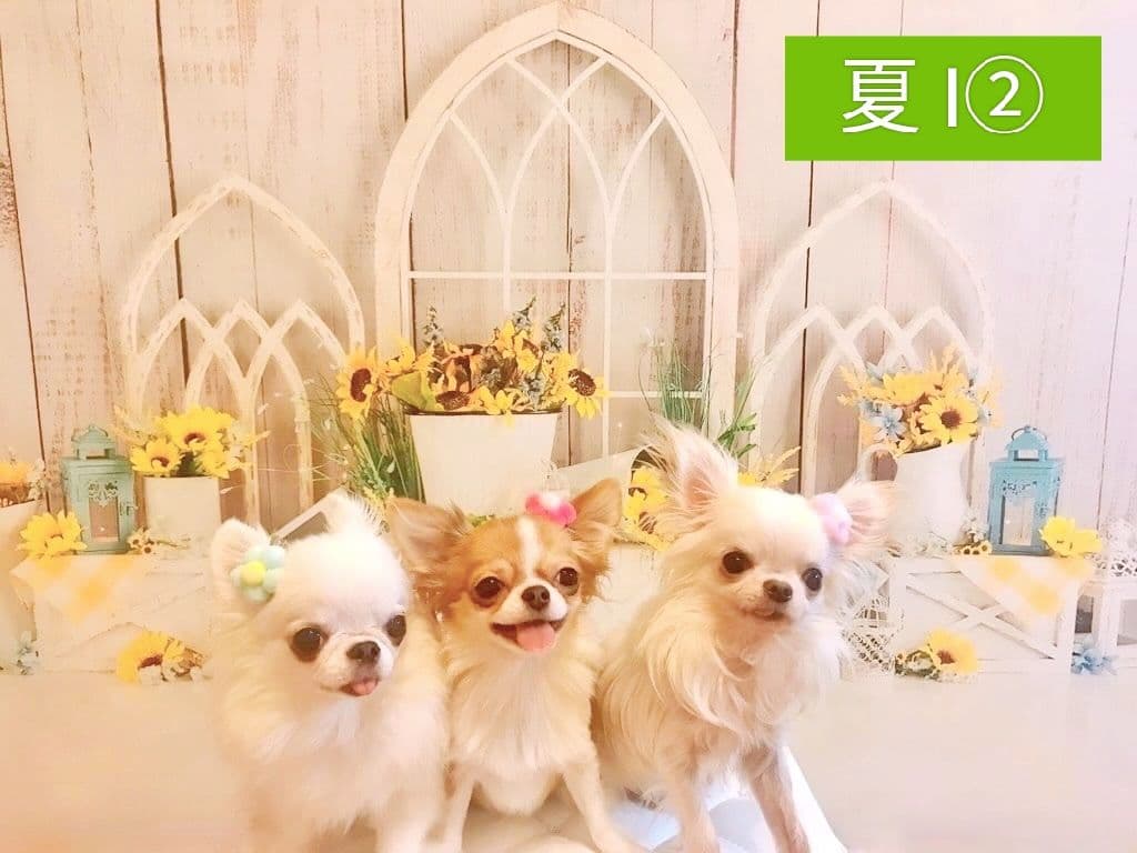 背景布【 ティファニーブルー 】ペット撮影用 キラキラ、ストーン