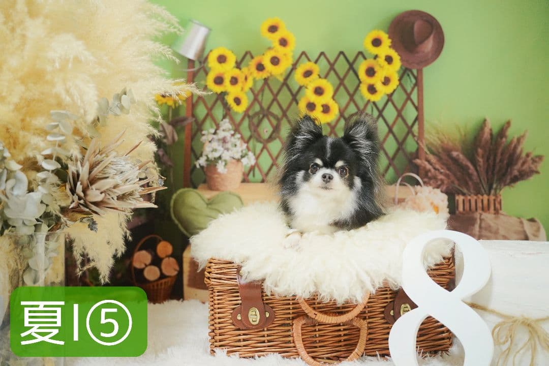 背景布【 ティファニーブルー 】ペット撮影用 キラキラ、ストーン