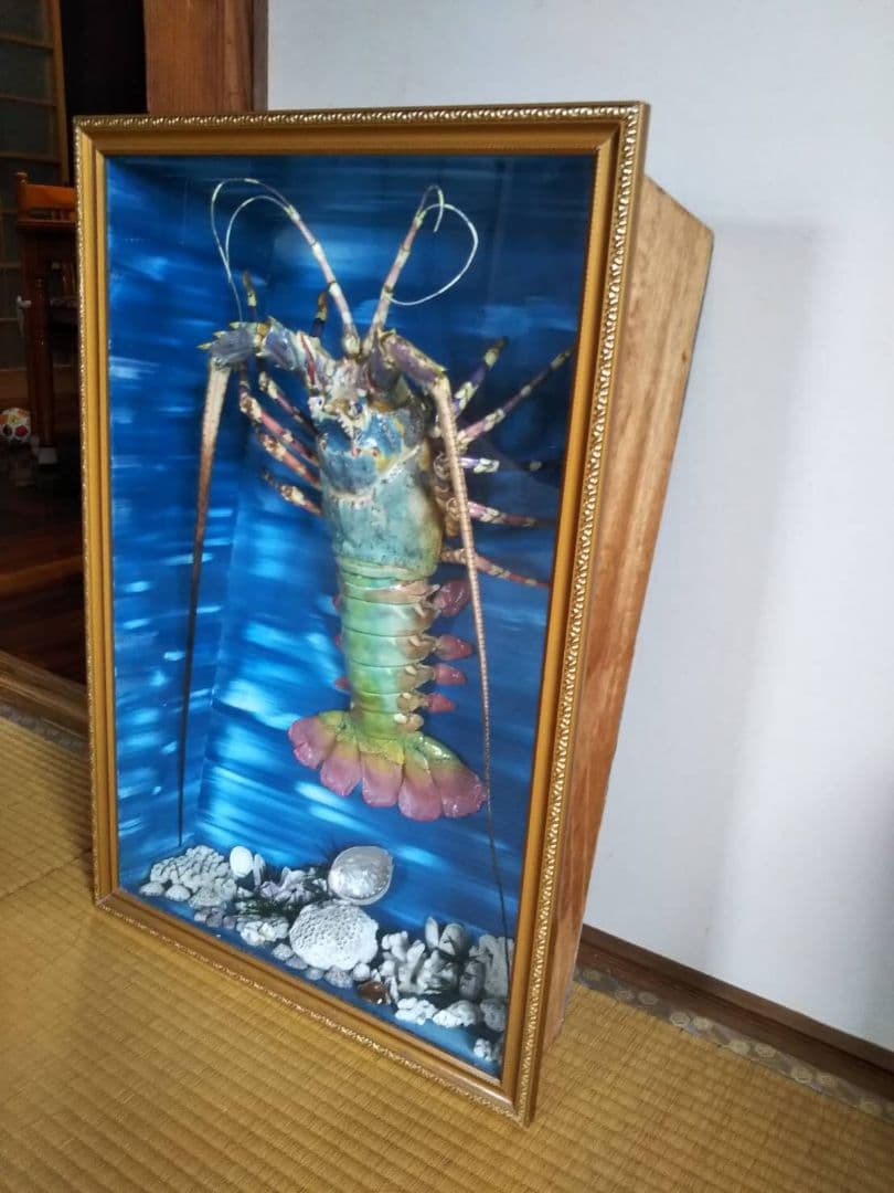 伊勢海老 剥製