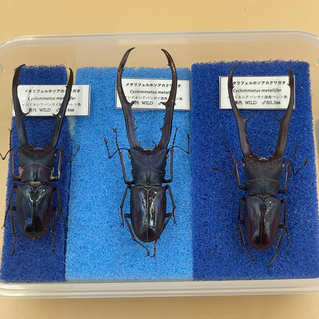 座標付き 野外幼虫採集品 オオクワガタ 標本