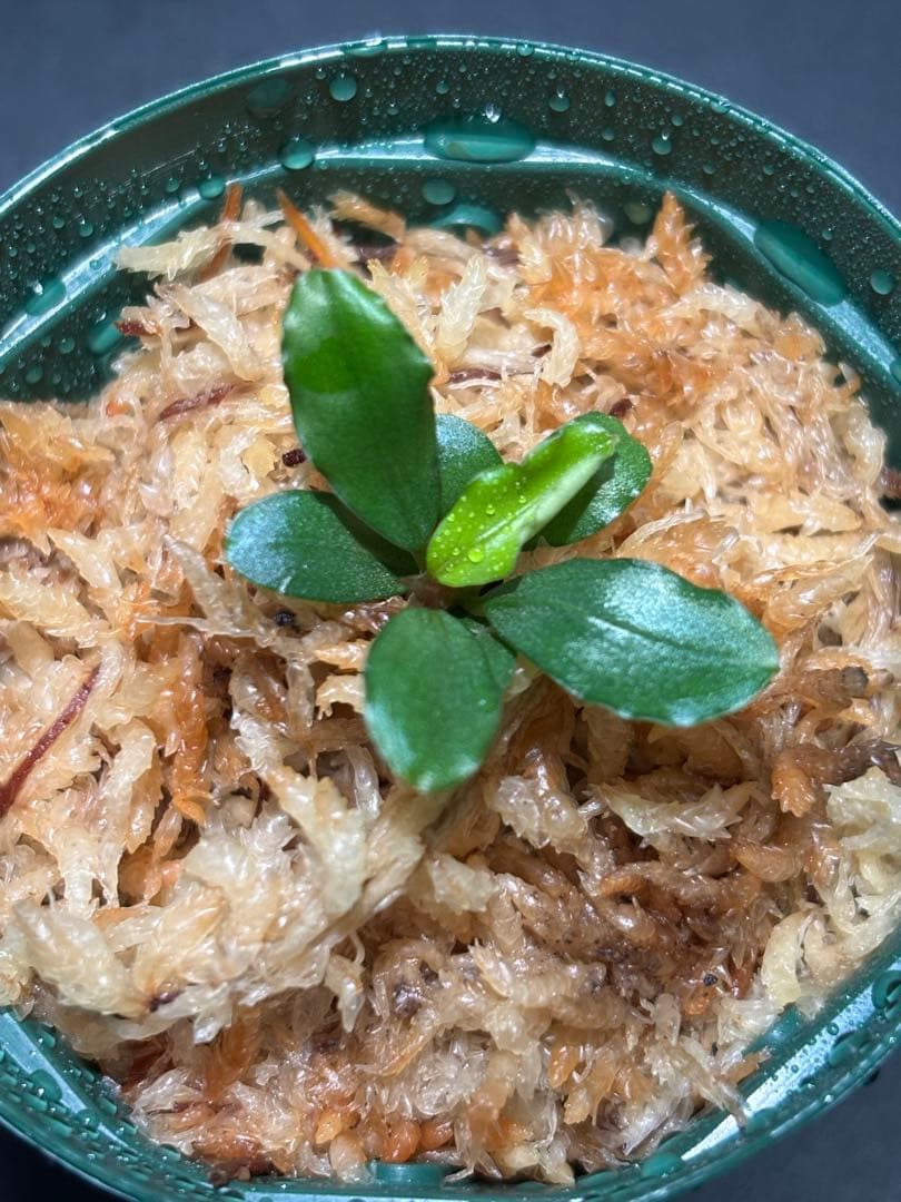 ブセファランドラ sp. \"彩雲\" 山水苑タグ付き