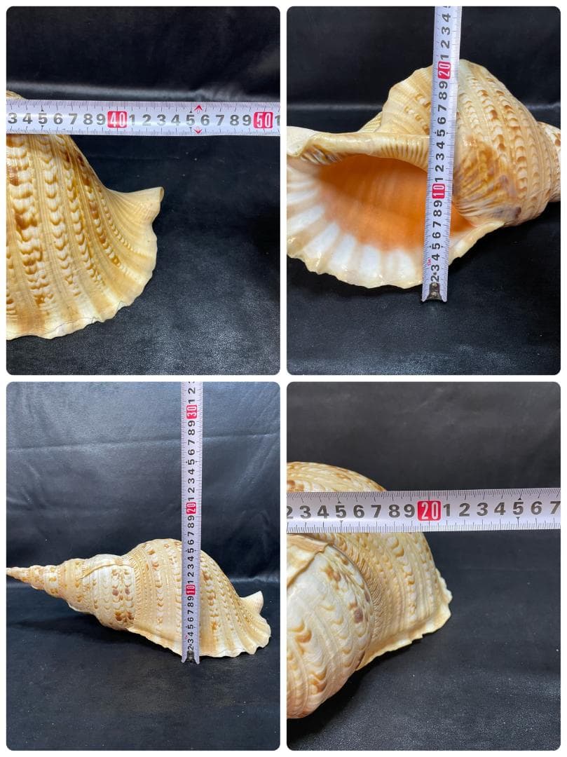 法螺貝 特大ホラ貝 新鮮な法螺貝 大きいサイズ K001005 法螺貝 特大