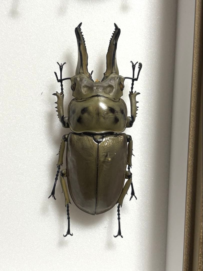 大型シルバー！　モセリオウゴンオニクワガタ 大型シルバー！ モセリオウゴンオニクワガタ 新成虫】モセリ