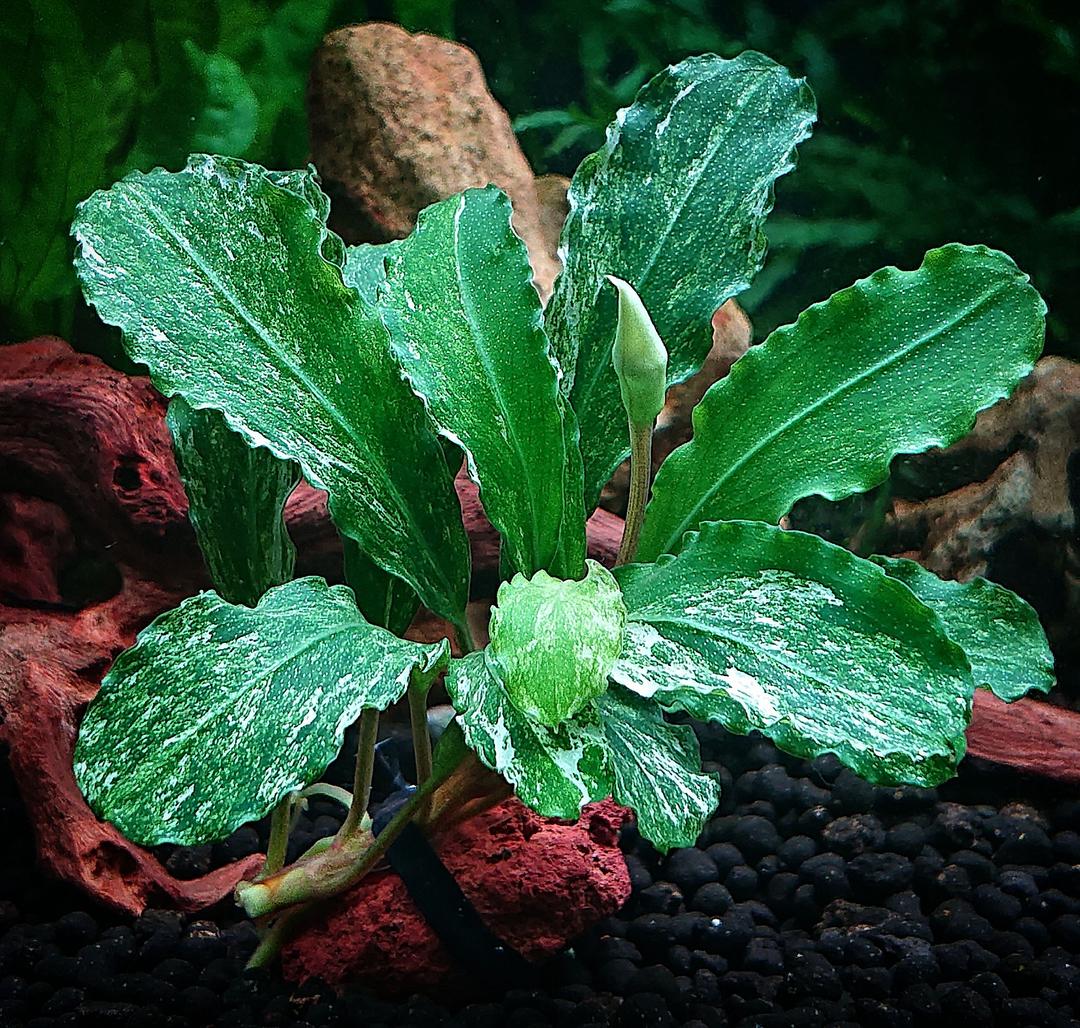 ブセファランドラ sp グリーンウェービー斑入り