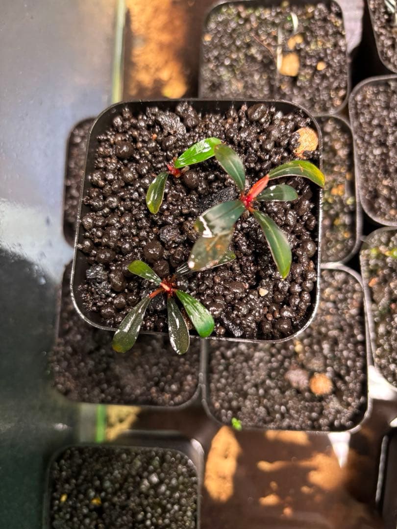 ブセファランドラ sp.Dark Paris 3株 - メルカリ