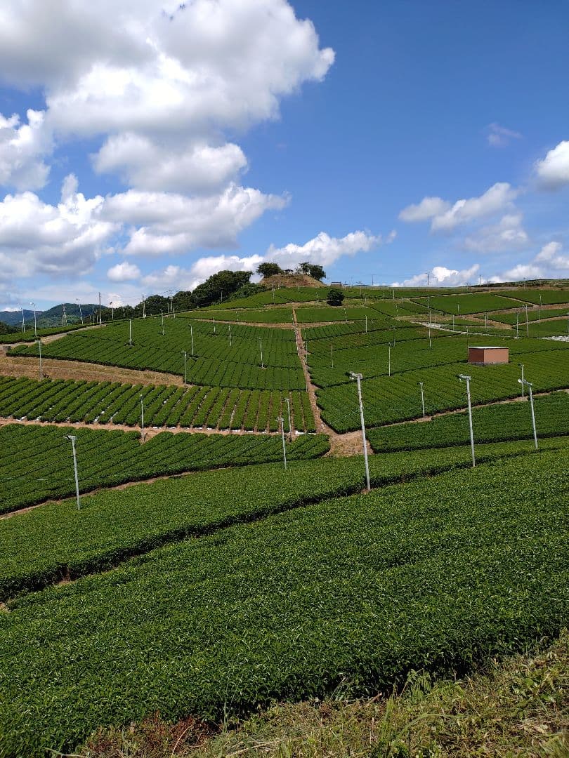 連休値下げ！高級抹茶 五十鈴 青嵐 2缶セット 飲料・酒