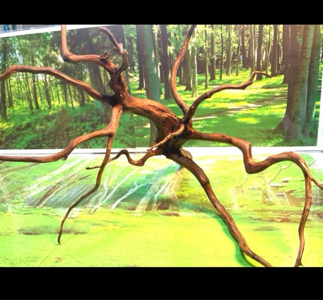 ぴー様専用 3点おまとめ 天然水槽用流木 沈水確認済み