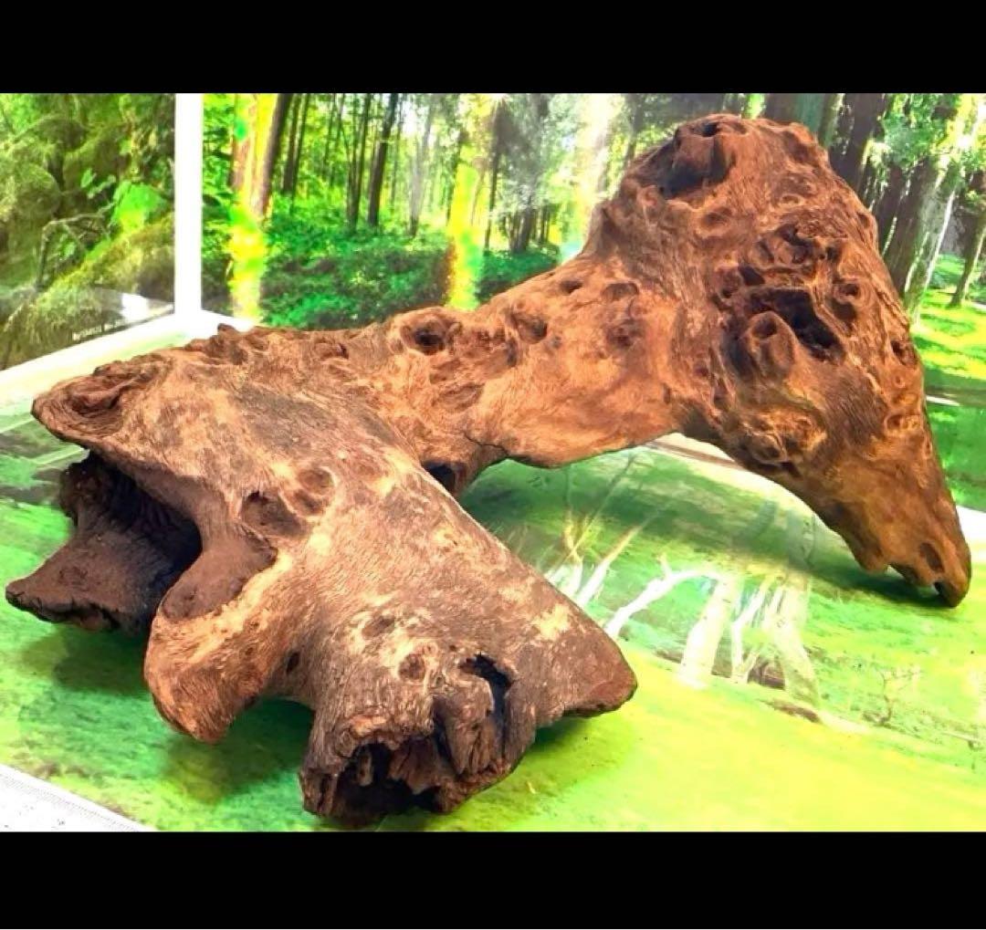 ぴー様専用 3点おまとめ 天然水槽用流木 沈水確認済み