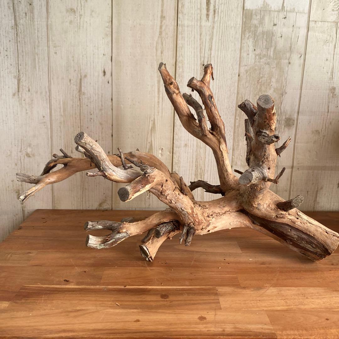 鹿児島県 天然木 オブジェ 置物 切り株 工場 直営 店