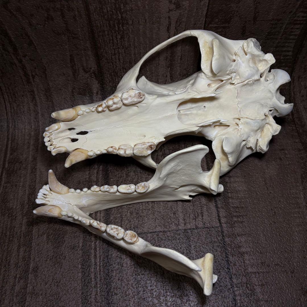 ツキノワグマ 熊 頭骨 頭蓋骨 骨格標本 ツキノワグマ 頭骨 頭骨標本