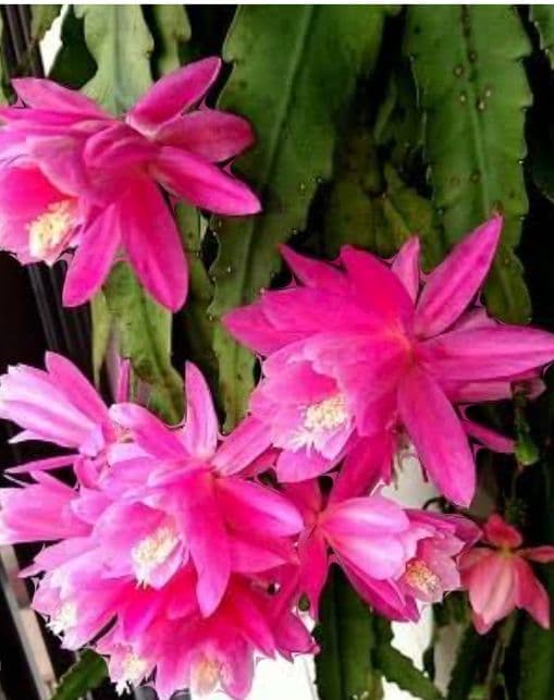 孔雀サボテンみなとまつり 根だし抜き苗 - メルカリ