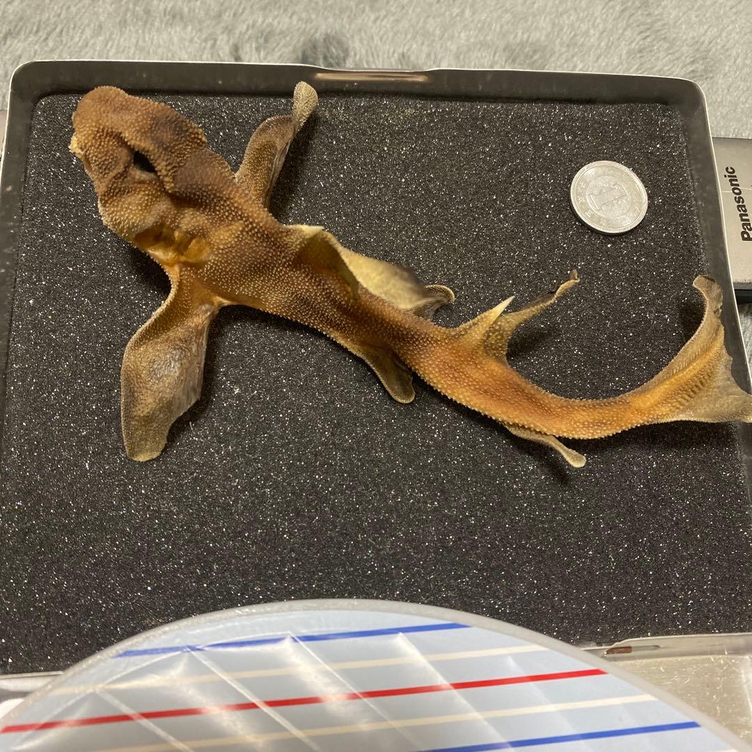 ネコザメ 標本 剥製 - メルカリ