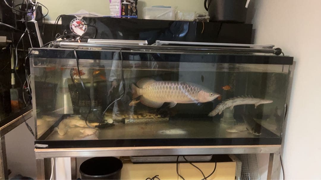 水槽 120 引き取り限定