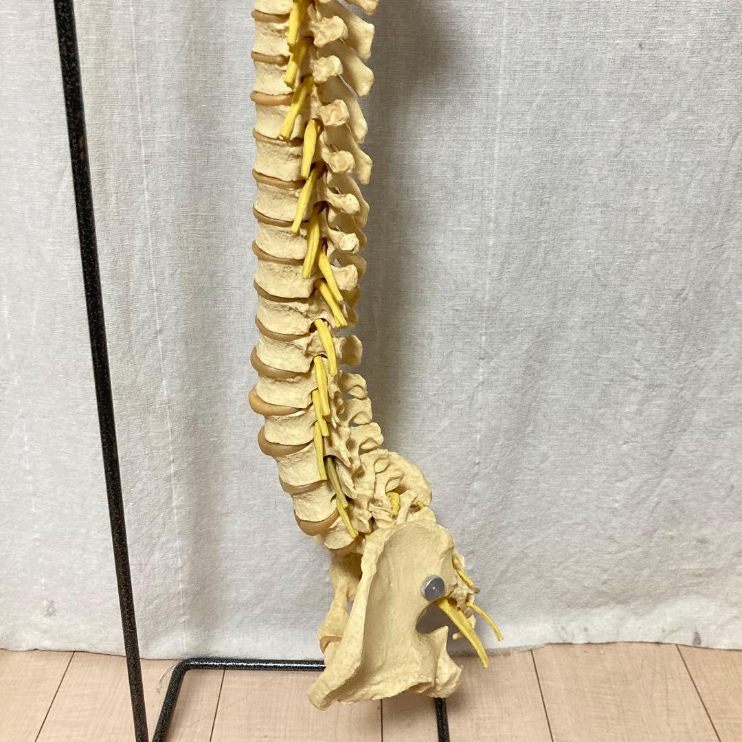 TomoP様 脊柱骨格模型 人体 接骨院カイロプラクティック スタンド付き