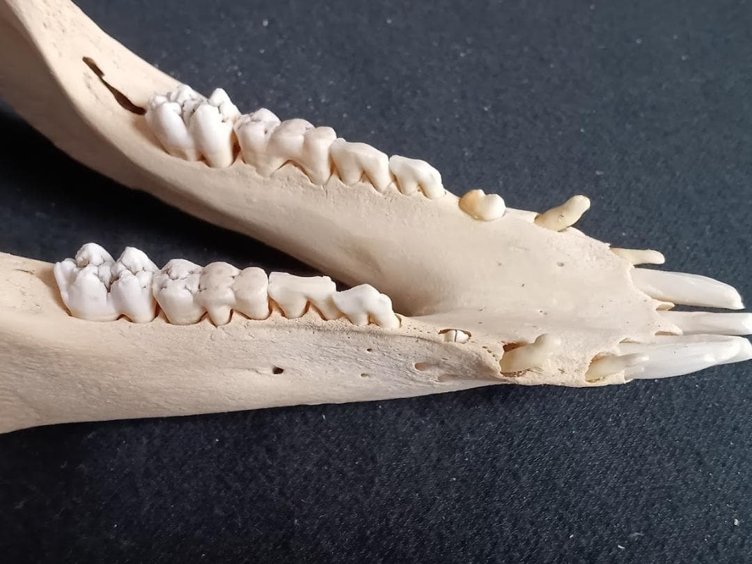 お買い得】種名イノシシ ♂ 25Kg 頭骨～尾椎 骨格標本 - メルカリ