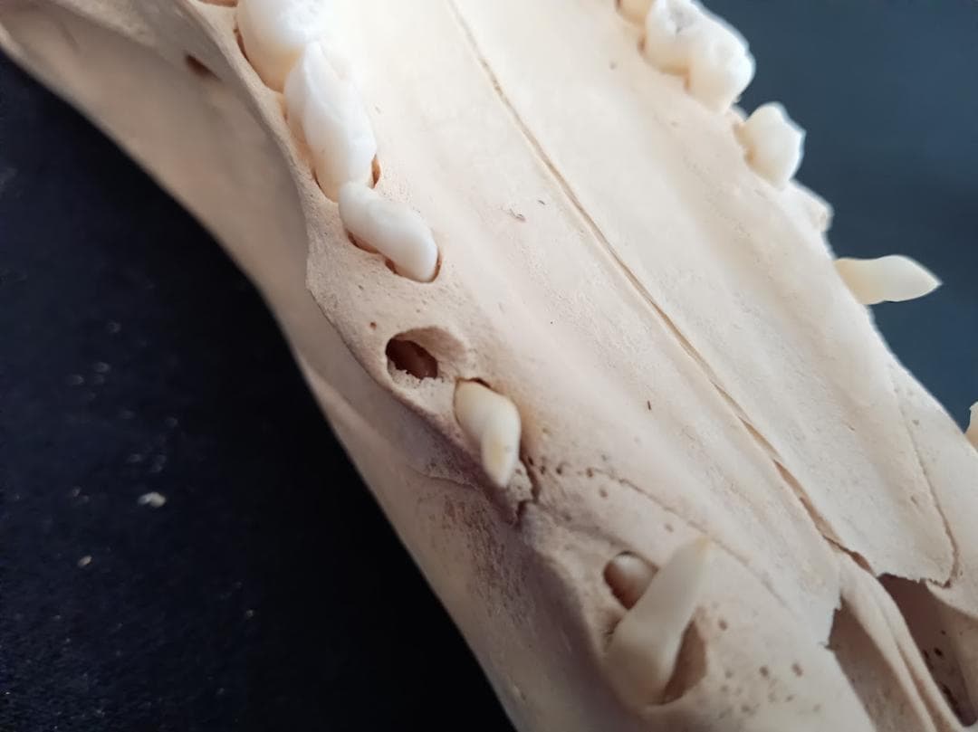 お買い得】種名イノシシ ♂ 25Kg 頭骨～尾椎 骨格標本 - メルカリ