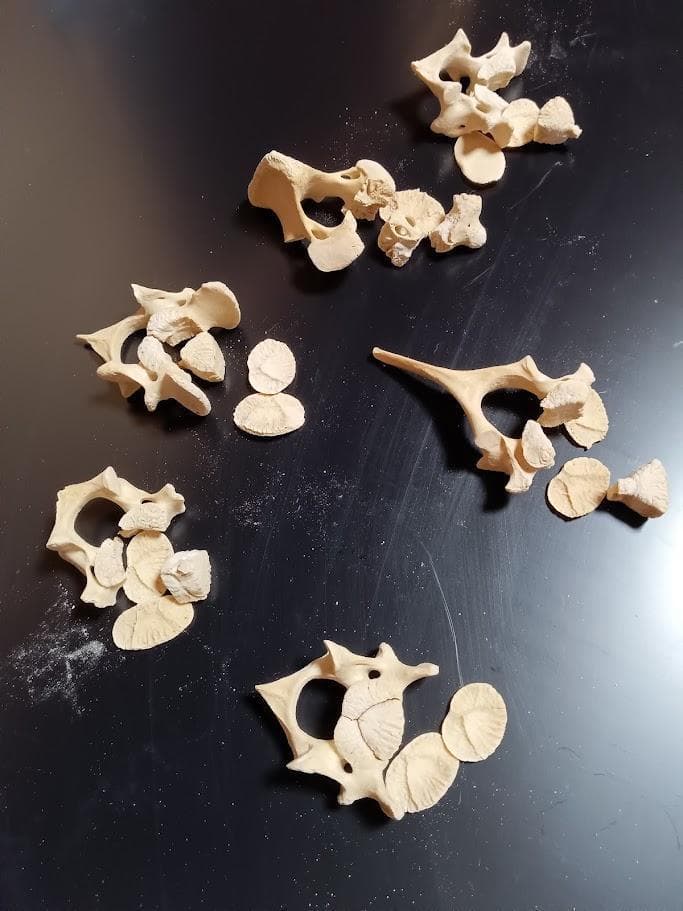 お買い得】種名イノシシ ♂ 25Kg 頭骨～尾椎 骨格標本 - メルカリ