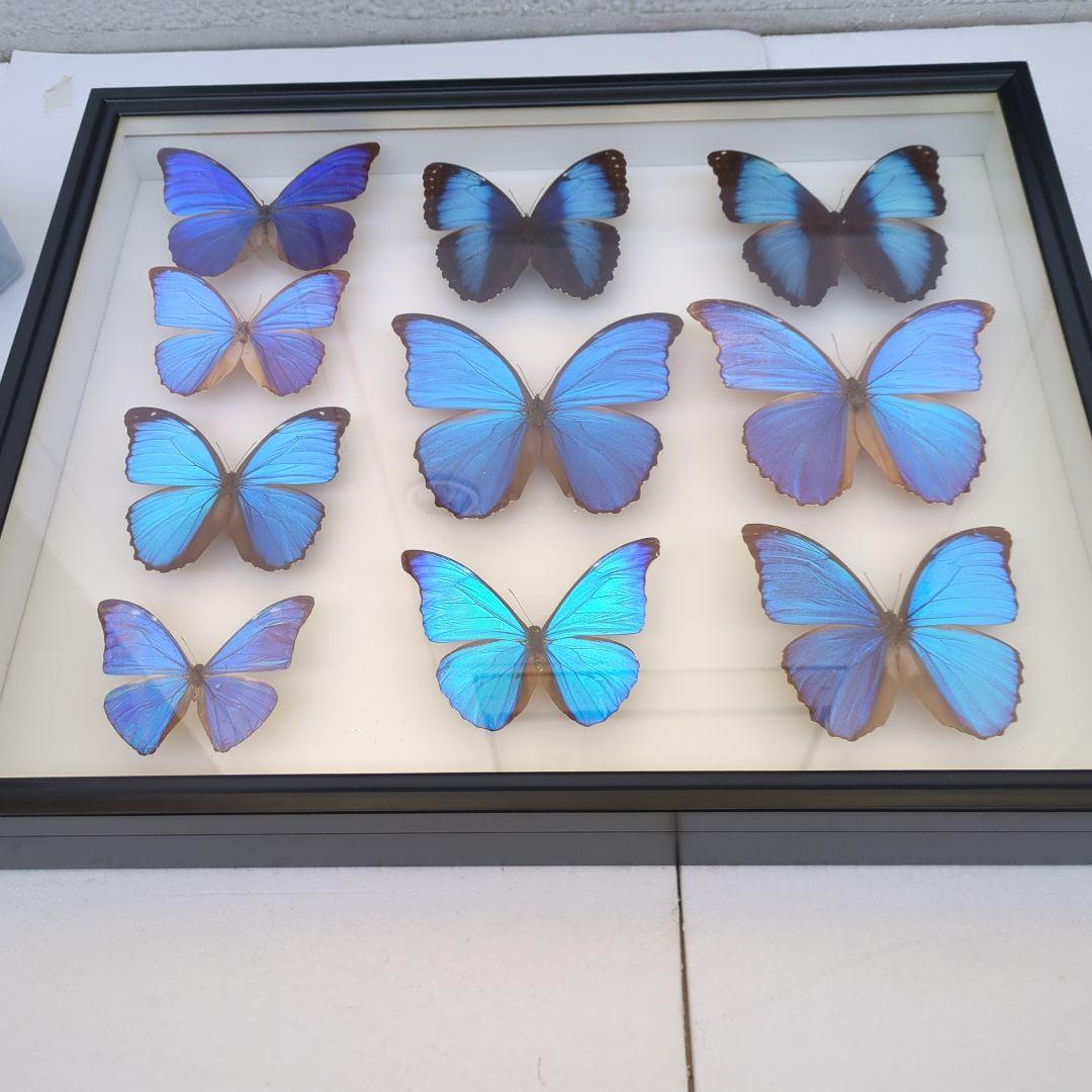 モルフォ蝶アキレスモルフォ標本ガラスケース