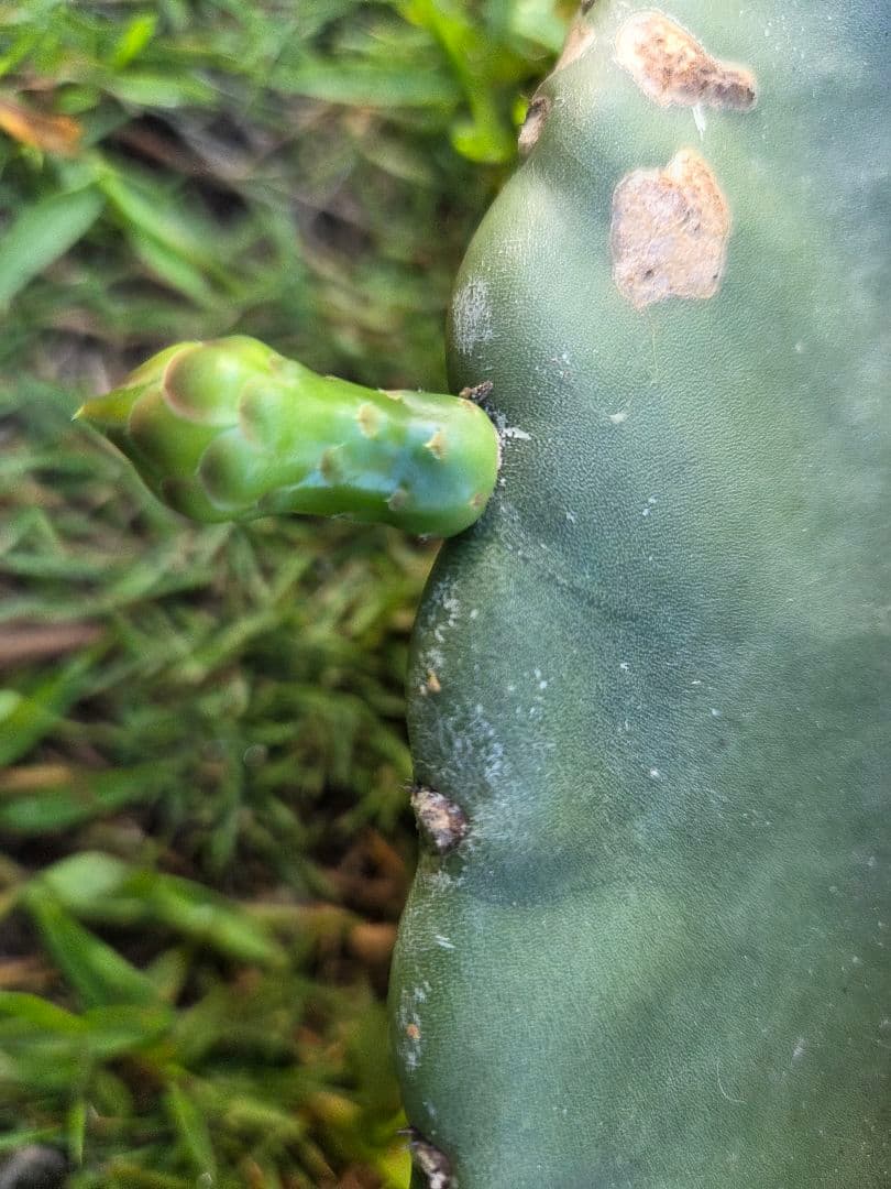 ハンティングマンのクワガタ掻き出し棒 Special Edition ハンティング