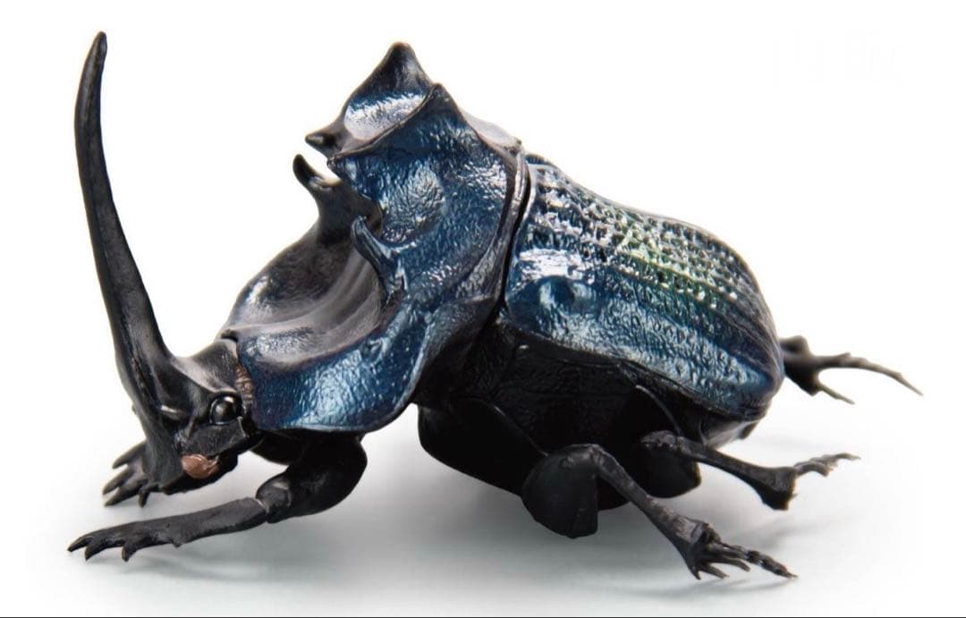 44mm♀】エンシフェールオオニジダイコクコガネ エンシフェル