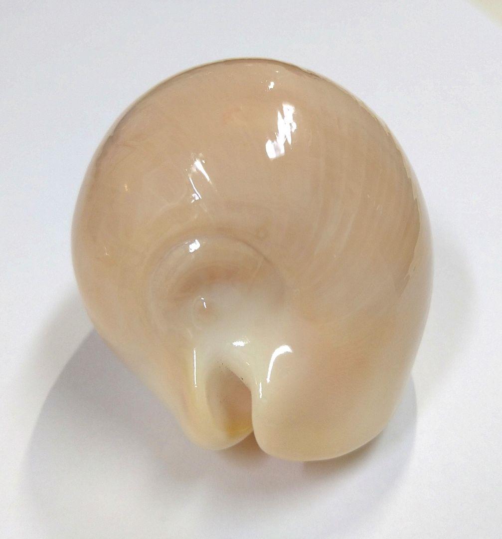 貝 貝殻 標本 タカラガイ ピンクメンコイダカラ