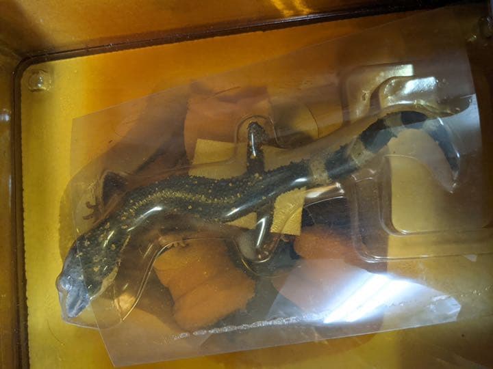 ハープタイル レプリカシリーズ クロイワトカゲモドキ