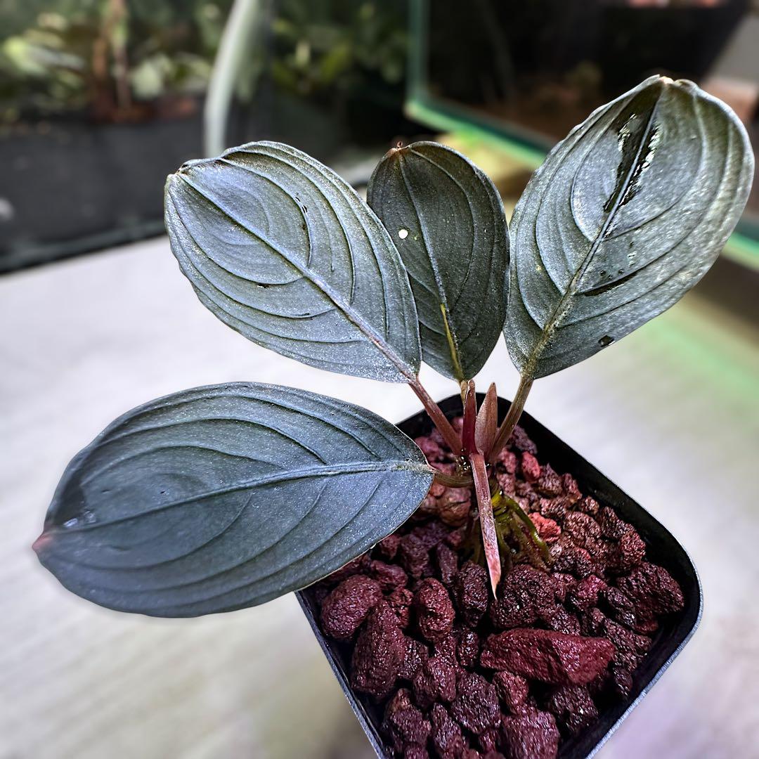 k*a様 ブセファランドラでBucephalandra Kishii 丸葉 水上 - メルカリ