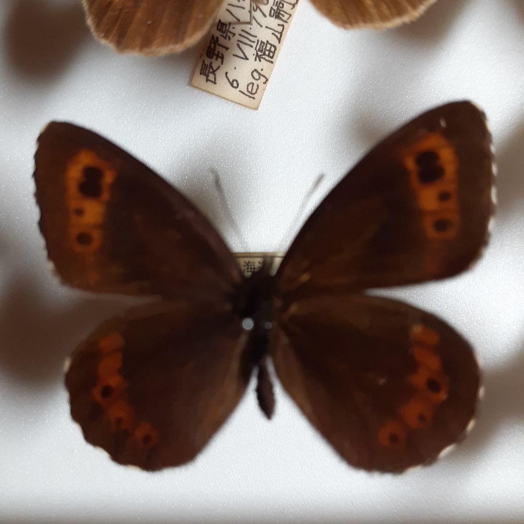 蝶標本ベニヒカゲ、クモマベニヒカゲ、シロオビヒメヒカゲ中型ドイツ