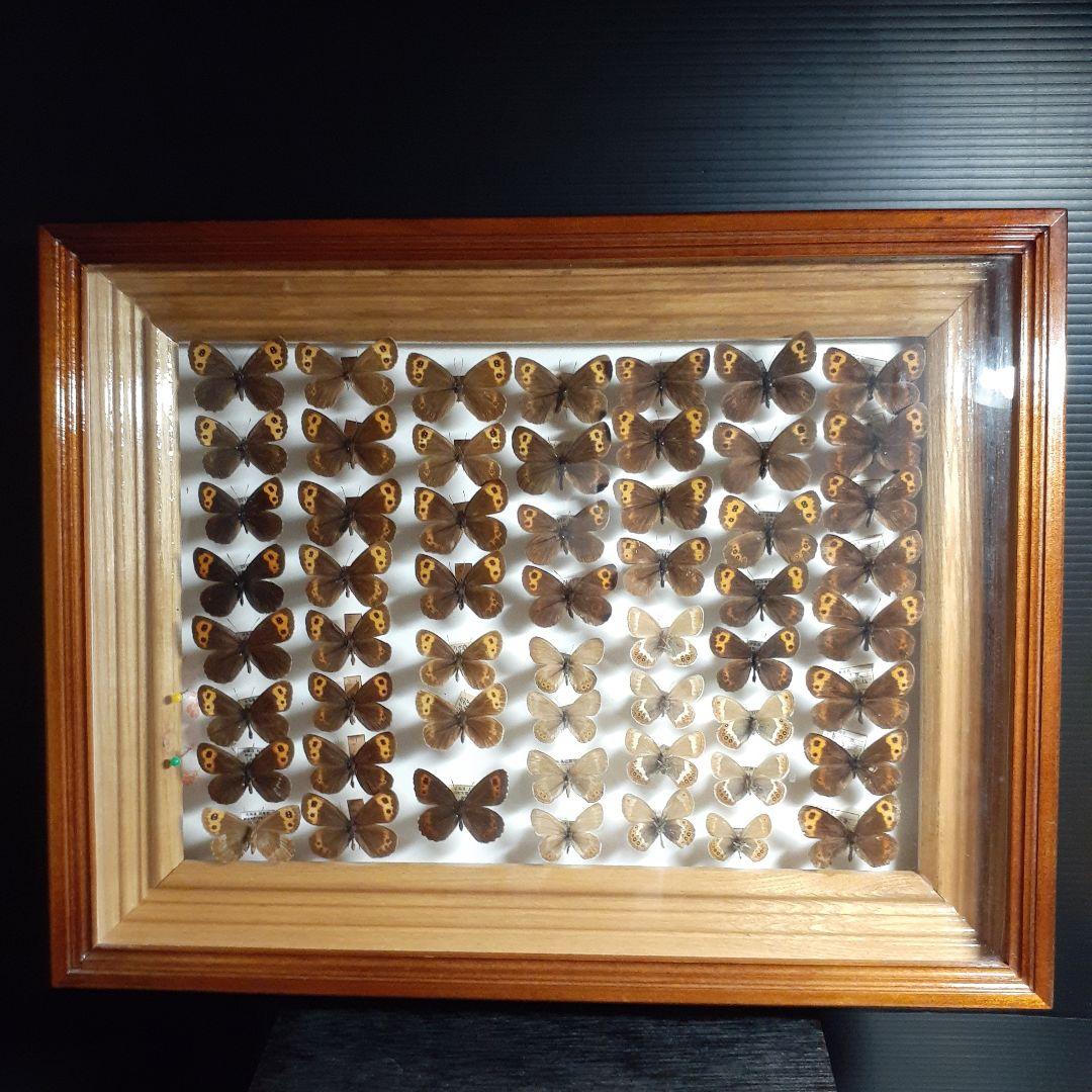 蝶標本ベニヒカゲ、クモマベニヒカゲ、シロオビヒメヒカゲ中型ドイツ