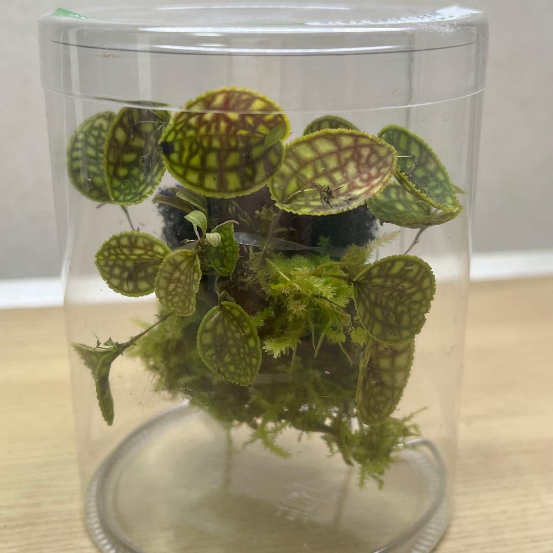 アツ様専用 MARU 95 2個 ADA レパンテス・カロディクティオン