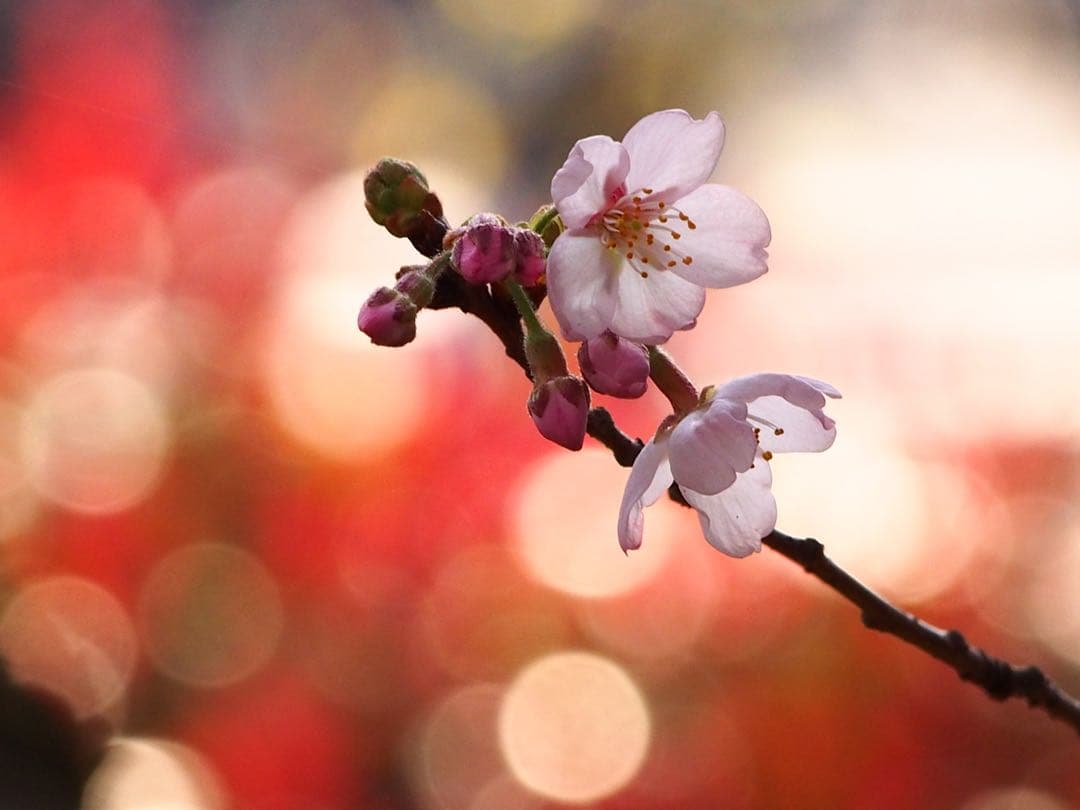 レンズ(ズーム) OLYMPUS 40-150mm f4.0-5.6