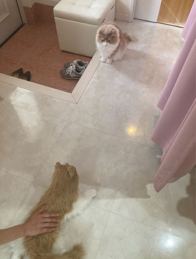 猫型ぬいぐるみ 茶色と白