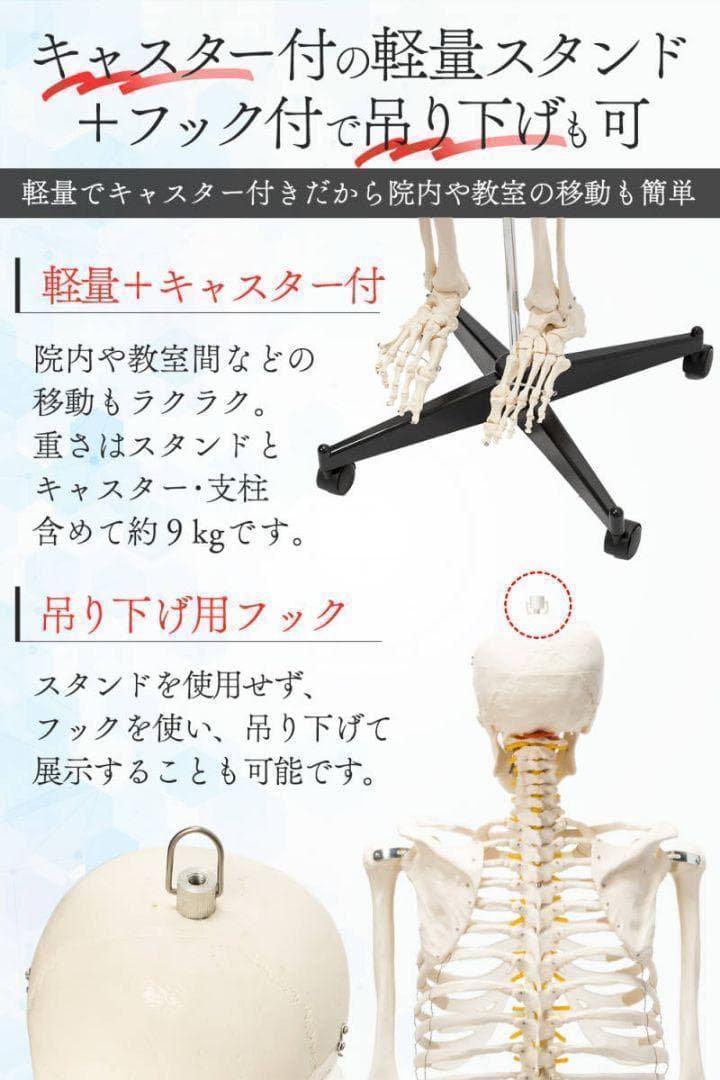 等身大！人体模型 170cm 神経根有り 全身骨格模型 骨格標本 Y1743