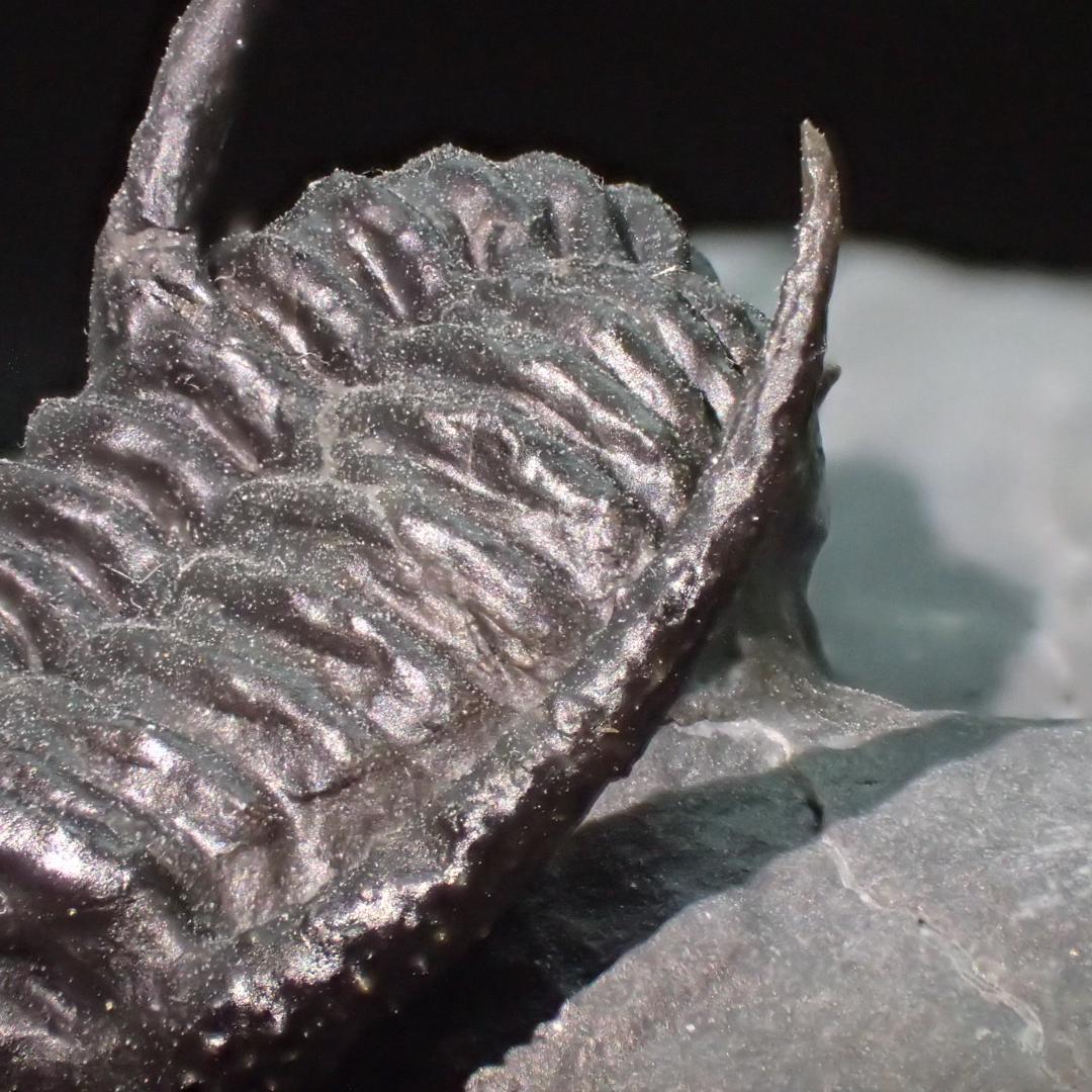 超美麗！三葉虫【Walliserops trifurcatus】化石 モロッコ