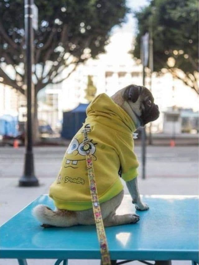 Oh my dog! コロン・デオドラントスプレーの通販はau PAY マーケット