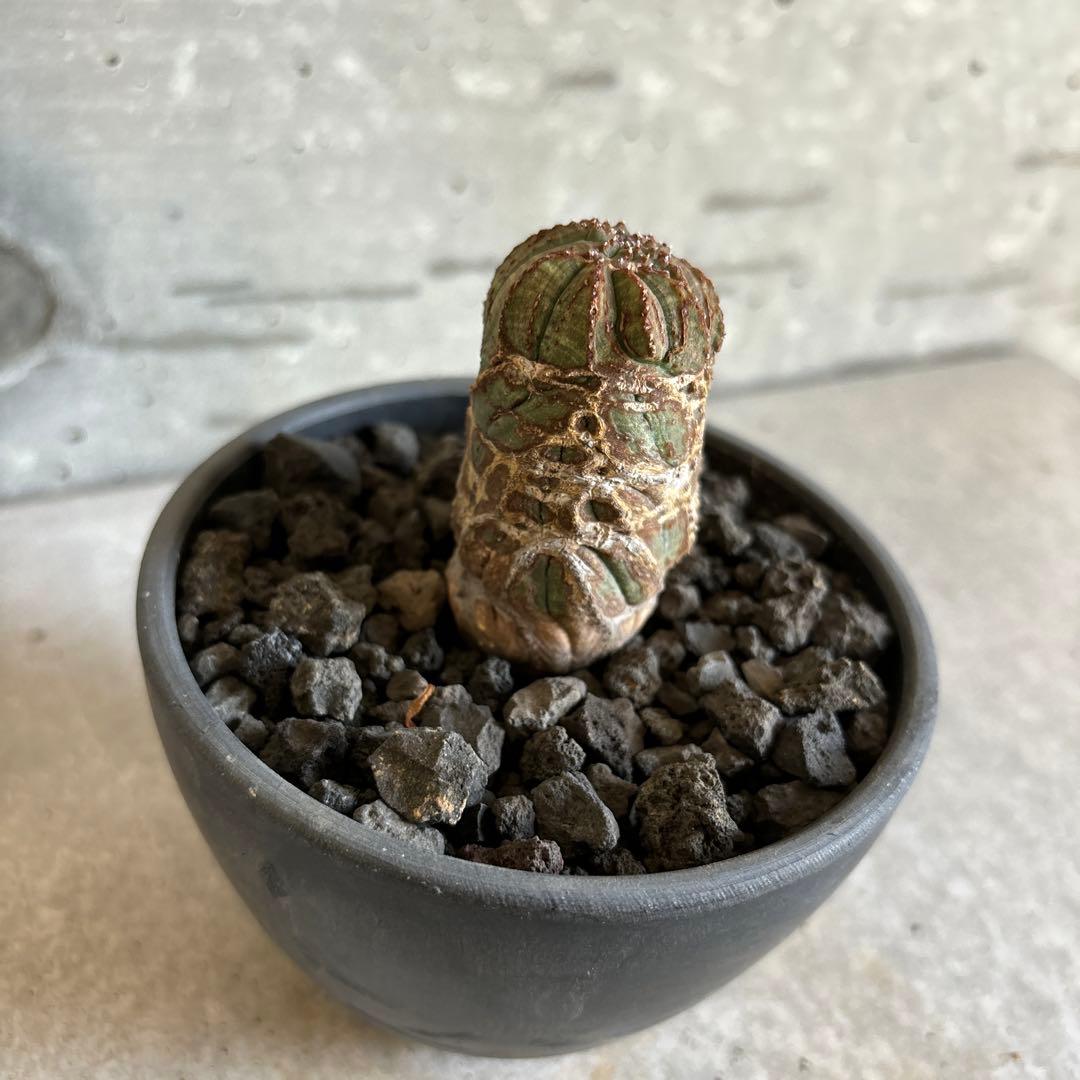 掛軸-875 紫野 小田雪窓 鶴宿千年寿 【真作】大徳寺管長紫野小田雪窓