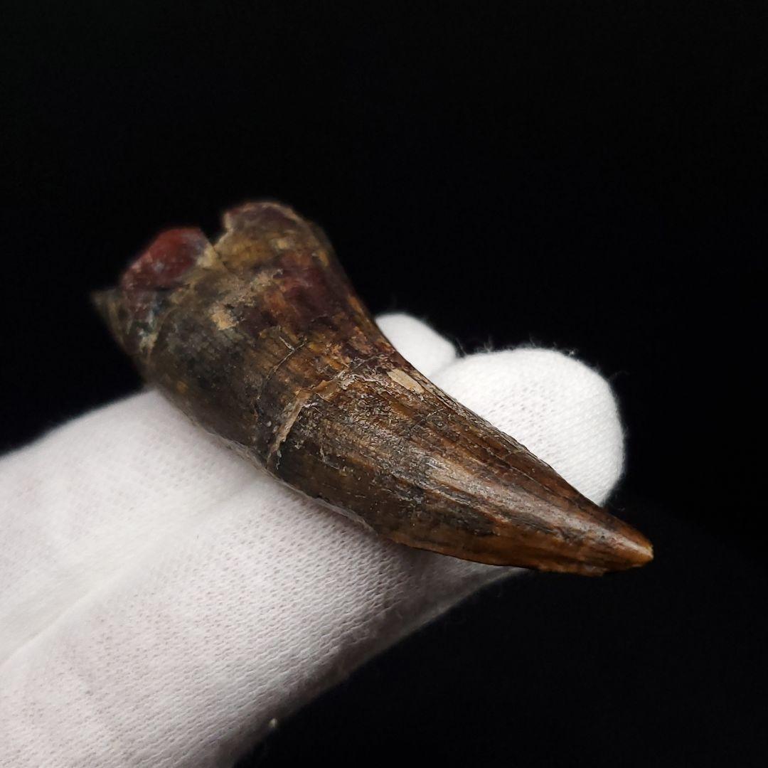 アフロベナトル 歯 化石 本物 二ジェール産 58.23mm fr144